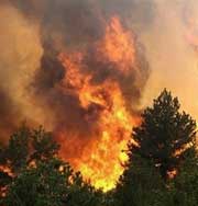 Житель Калифорнии поджигал леса, чтобы не дать усыпить своего питбуля