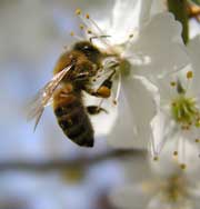 Пчелы узнают человека в лицо