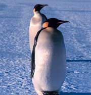 Пингвины могут исчезнуть