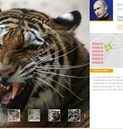 У личной тигрицы Путина появился «видеоблог»