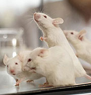 Лабораторной мышке исполнилось 100 лет