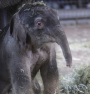 21-й слоненок родился в Берлинском зоопарке. Фото