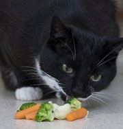 Британский кот ударился в вегетарианство