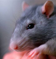 У крысы и человека были общие предки всего лишь 160 миллионов лет назад