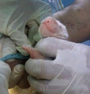 Панда родила малыша методом ЭКО