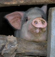 Треть населения Земли может заразиться свиным гриппом