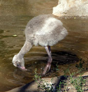 У птенцов фламинго в Британском зоопарке фобия