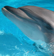 Игривый дельфин чуть было не утопил человека