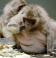 Макаки в зоопарке страдают ожирением из-за посетителей