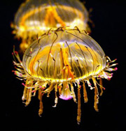 Медузы работают в океане ложками