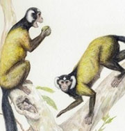Найден общий предок человека и обезьяны