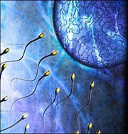 Сперматозоиды будут получать из стволовых клеток