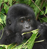 Самки горилл используют секс как манипуляцию