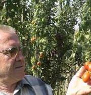 В Ужгороде вырастили 4 метровые помидоры