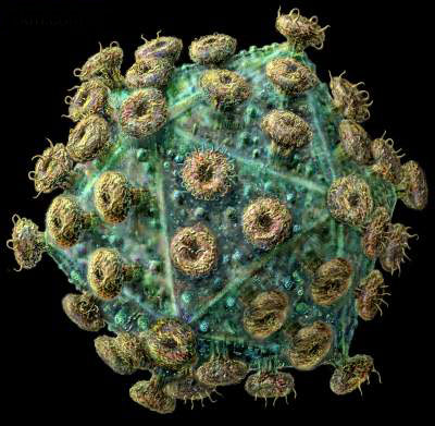 Найден вирус, вызывающий рак простаты