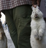 Детям запретили швыряться мертвыми кроликами