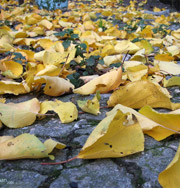 В Киеве дома будут отапливать листьями