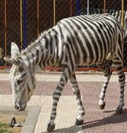 В зоопарке Газы ослиц перекрасили в зебр