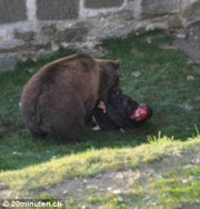 В интернет попали кадры схватки человека с медведем. Фото