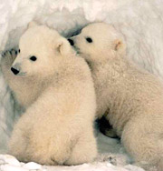 Подросток дрейфовал на льдине с белыми медведями