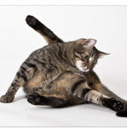 Для кошек придумали йогу. Фото