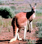 Чипсы с кенгурятиной не понравились австралийцам