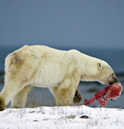 Белые медведи становятся каннибалами