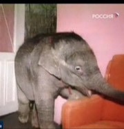 В Одессе завели слона в квартире