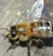 Укус пчелы приводит к похоронам