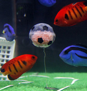 Аквариумные рыбки играют в футбол