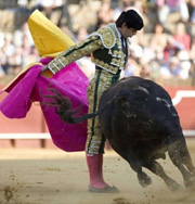 Испанцы клонируют быков для корриды