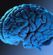 Мозг искажает образы тела