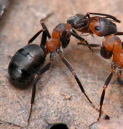 Художник ради искусства убил 200 тысяч муравьев
