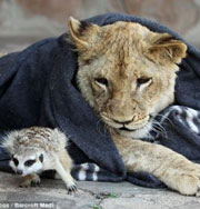 Безумная дружба льва и суриката. Фото