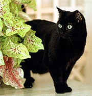 Приюты отказались принимать черных котов