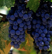 Похудеть поможет виноград