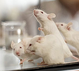 Ученые вывели заикающихся мышей