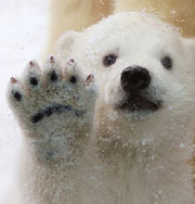 Очаровательный белый медвежонок покорил сердца. Фото