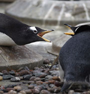 Для пингвинов разработали жилищную программу. Самые смешные животные. Фото