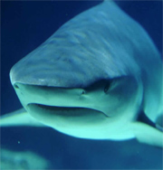 Ихтиолог вырастил дома 3-метровую акулу