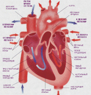 Болезни сердца передаются по наследству