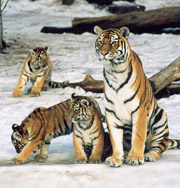 Плавание с тигрятами — новое предложение зоопарка