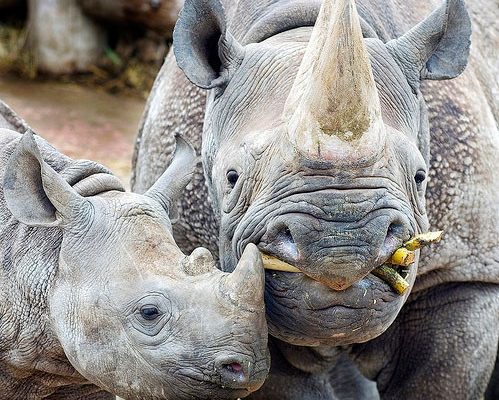 Носороги боятся ромашек
