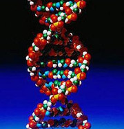 Расшифровано ДНК долгой жизни
