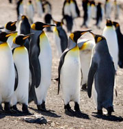 Пингвинов-геев хотят разлучить