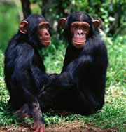 Дети и шимпанзе одинаково играют