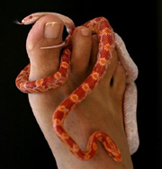 Змеиный массаж: популярный элемент спа. Фото
