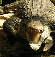Крокодил уничтожил надоедливую газонокосилку