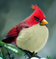 Angry Birds в реальной жизни. Фото