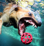 Смешные собаки в бассейне с мячами. Фото